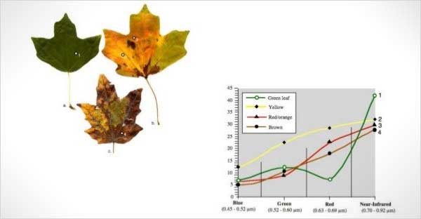 Importance of spectral reflectance curves in Green Vegetation